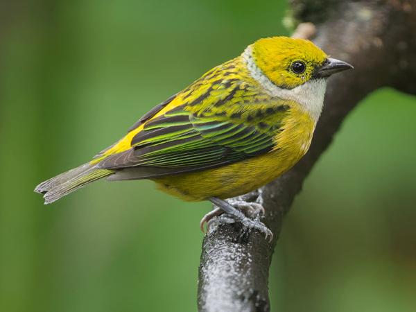 <h3><a href="/trips/costa-rica/biota/animalia/chordata/aves/040 passeriformes/127 thraupidae/tangara icterocephala/tangara icterocephala-nl.html">Tangara&nbsp;icterocephala</a> / Silver‑throated&nbsp;tanager / Zilverkeeltangare</h3>OM-1 Mark II met OLYMPUS M.150-400mm F4.5, 1/2000 sec  bij F4.5, ISO 8000, afstand 6.8&nbsp;m